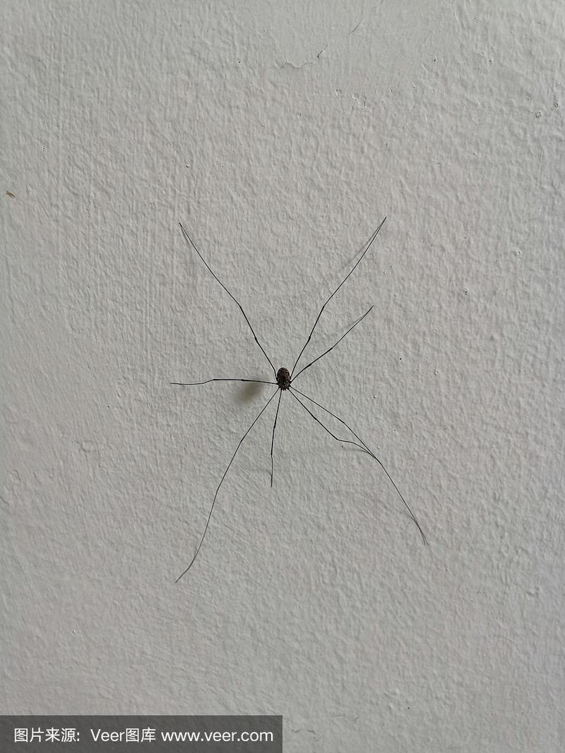 墙上的蜘蛛